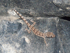 Mediodactylus heterocercus
