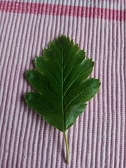 Scandosorbus intermedia