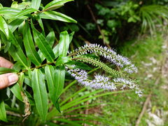 Veronica stricta stricta