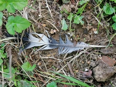 Columba palumbus palumbus
