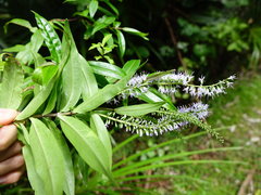 Veronica stricta stricta
