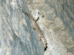 Mediodactylus heterocercus