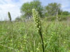 Camassia angusta