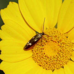 Scythris flabella