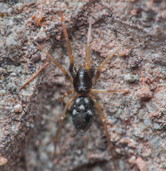 Phrurolithus festivus