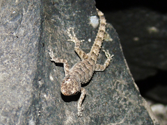 Mediodactylus heterocercus