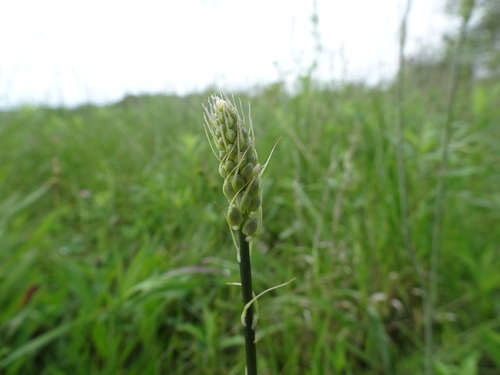 Image of Camassia angusta by (c) Thomas Koffel, some rights reserved (CC BY)