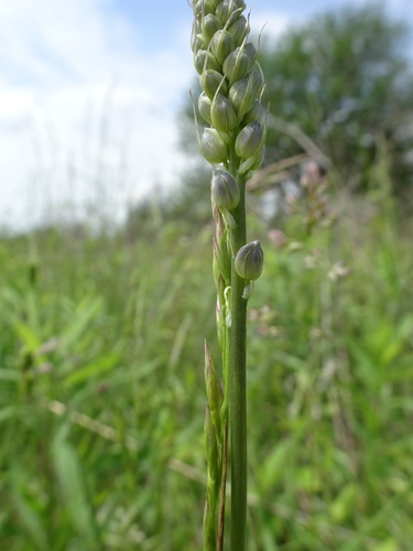 Image of Camassia angusta by (c) Thomas Koffel, some rights reserved (CC BY)