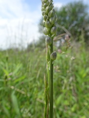 Camassia angusta