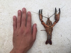 Procambarus spiculifer
