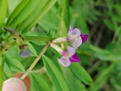 Vicia sativa