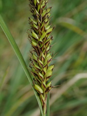 Carex riparia