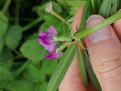 Vicia sativa