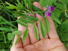 Vicia sativa