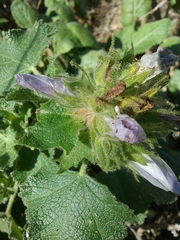 Malacothamnus lucianus