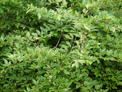 Dendrolobium triangulare