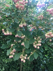 Enkianthus