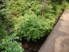 Dendrolobium triangulare