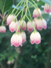 Enkianthus