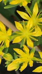 Sedum sarmentosum