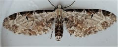 Eupithecia ravocostaliata