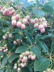 Enkianthus