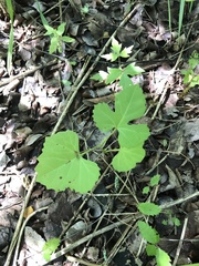 Cissus trifoliata