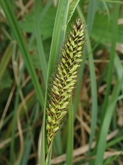 Carex riparia