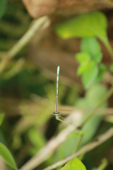 Agriocnemis pieris