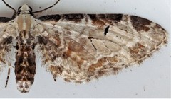 Eupithecia ravocostaliata