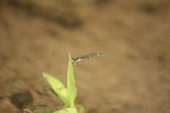 Agriocnemis splendidissima