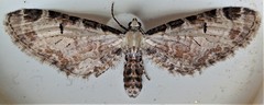 Eupithecia ravocostaliata
