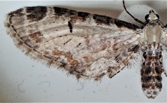 Eupithecia ravocostaliata