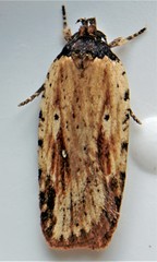 Agonopterix atrodorsella