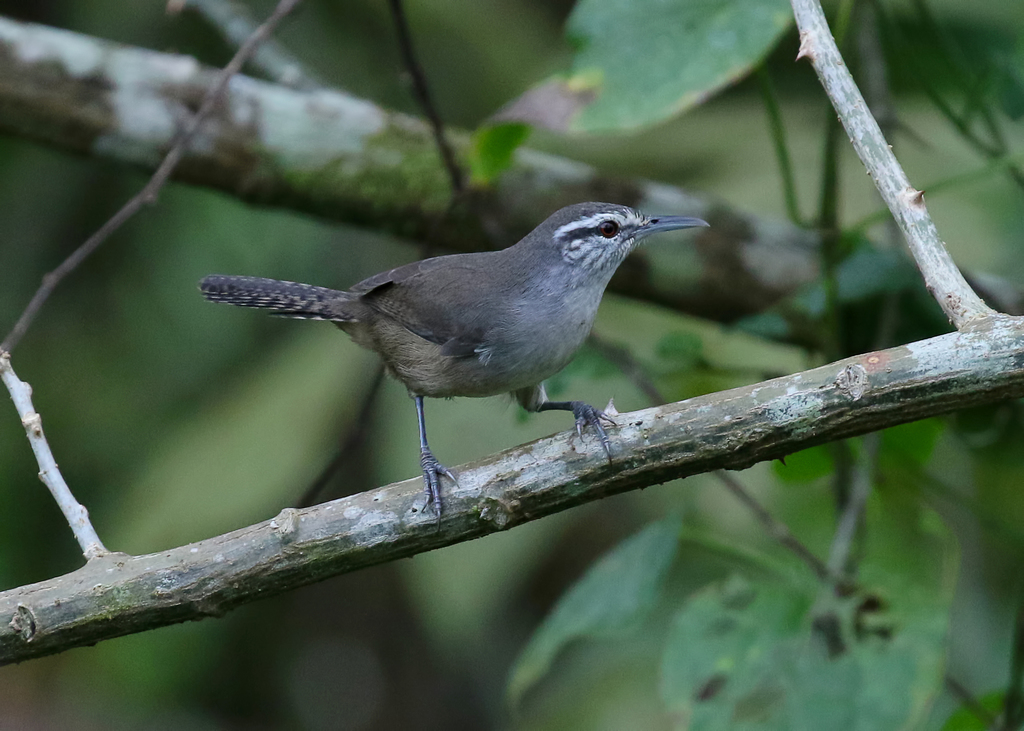 Canebrake Wren photo