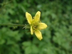 Geum urbanum
