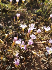 Oxalis burkei
