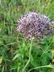 Allium cyrillii
