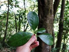 Trichosurus vulpecula