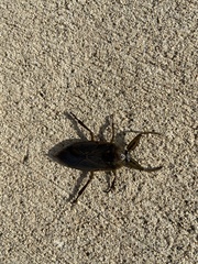 Nepoidea