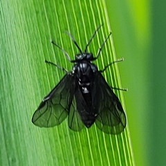Rhadinoceraea micans
