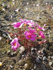 Oxalis leptogramma