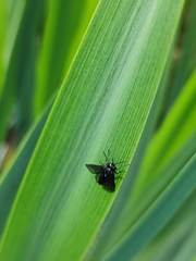 Rhadinoceraea micans