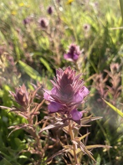 Orthocarpus bracteosus