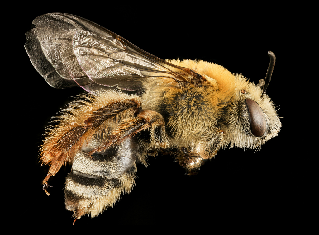 Pruinose Squash Bee
