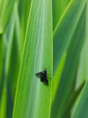 Rhadinoceraea micans