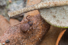 Pulchellodromus bistigma