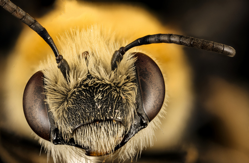 Pruinose Squash Bee photo 3