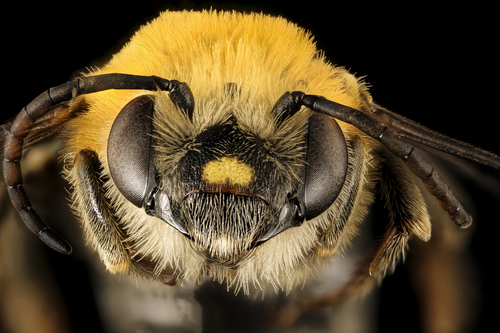 Pruinose Squash Bee photo 4