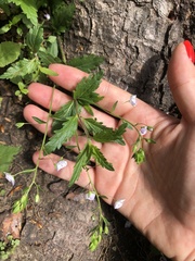 Veronica peduncularis